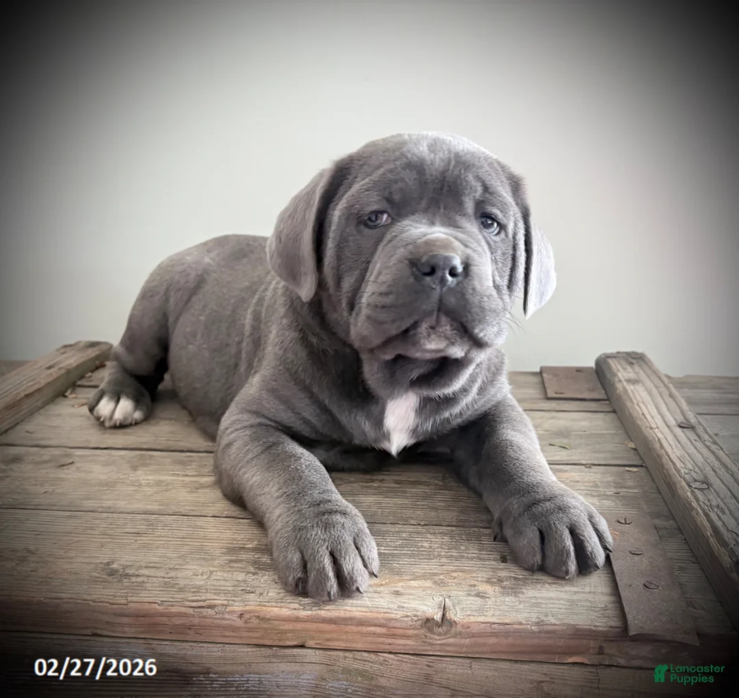 Cavalier King Charles Spaniel dogs for sale: Rascal - Ad 2