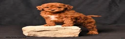 Toy Poodle dogs for sale: Beauty - Ad 3