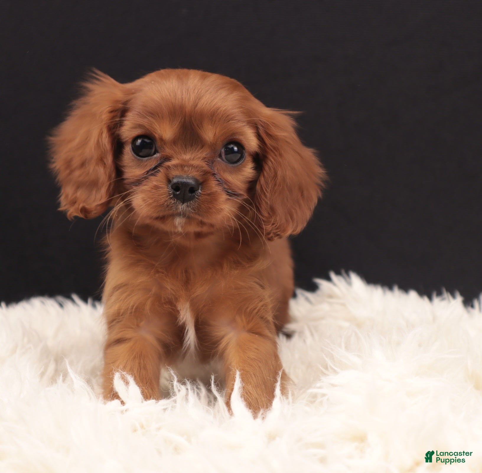Cavalier King Charles Spaniel dogs ABBY  - Ad 1