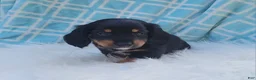 Miniature Dachshund dogs for sale: Venture  - Ad 35