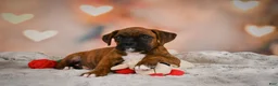Boxer dogs for sale: Missy - Ad 2