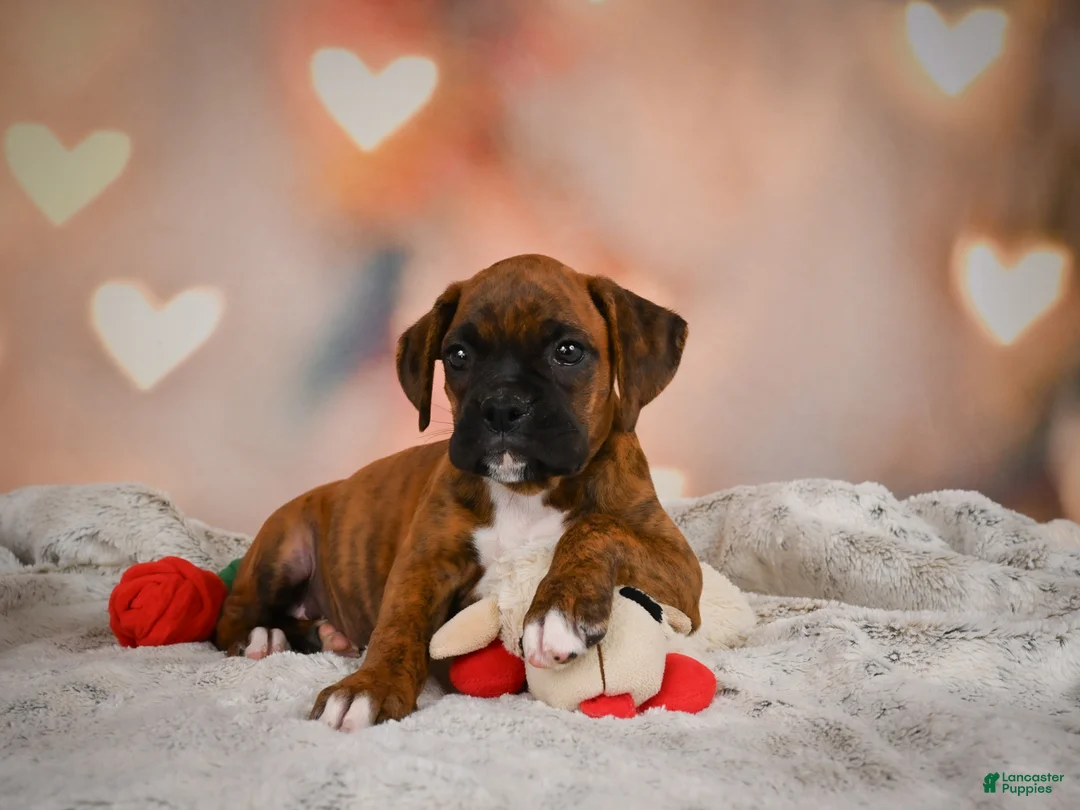Boxer dogs for sale: Missy - Ad 2