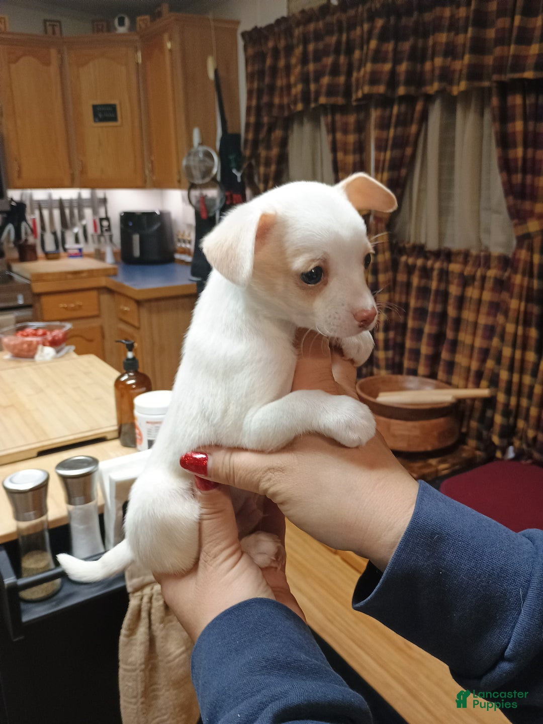 Chihuahua dogs for sale: Cosmo toy - Ad 3