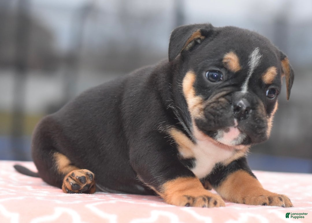 Mixed Breed dogs for sale: Emma tricolor hybrid  - Ad 29