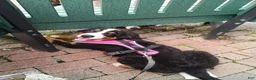 Bernese Mountain Dog dogs for sale: Bernese Mountain Dog 2 - Ad 12