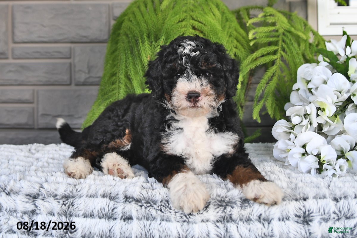 Mini Bernedoodle dogs Cindy - Ad 1