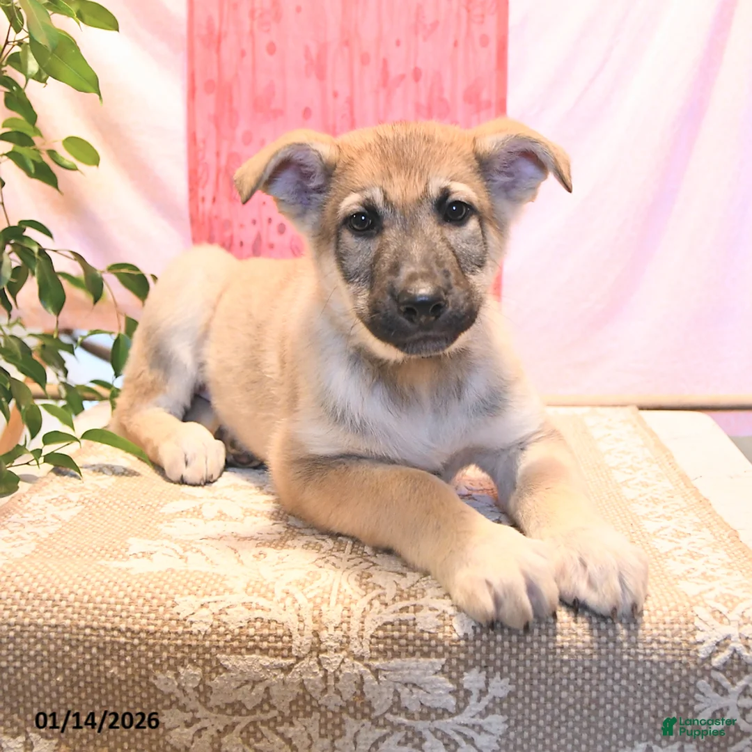 German Shepherd dogs for sale: Dasher - Ad 3