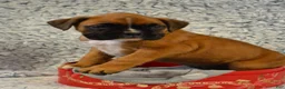 Boxer dogs for sale: Remi - Ad 2