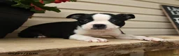Boston Terrier dogs for sale: Dancer - Ad 3
