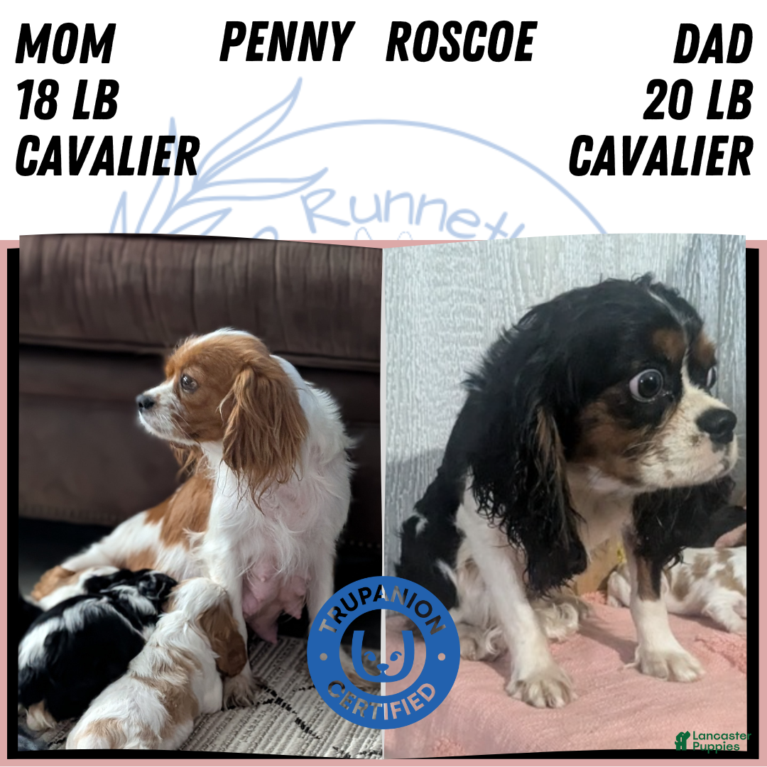 Cavalier King Charles Spaniel dogs Ruby - Ad 13