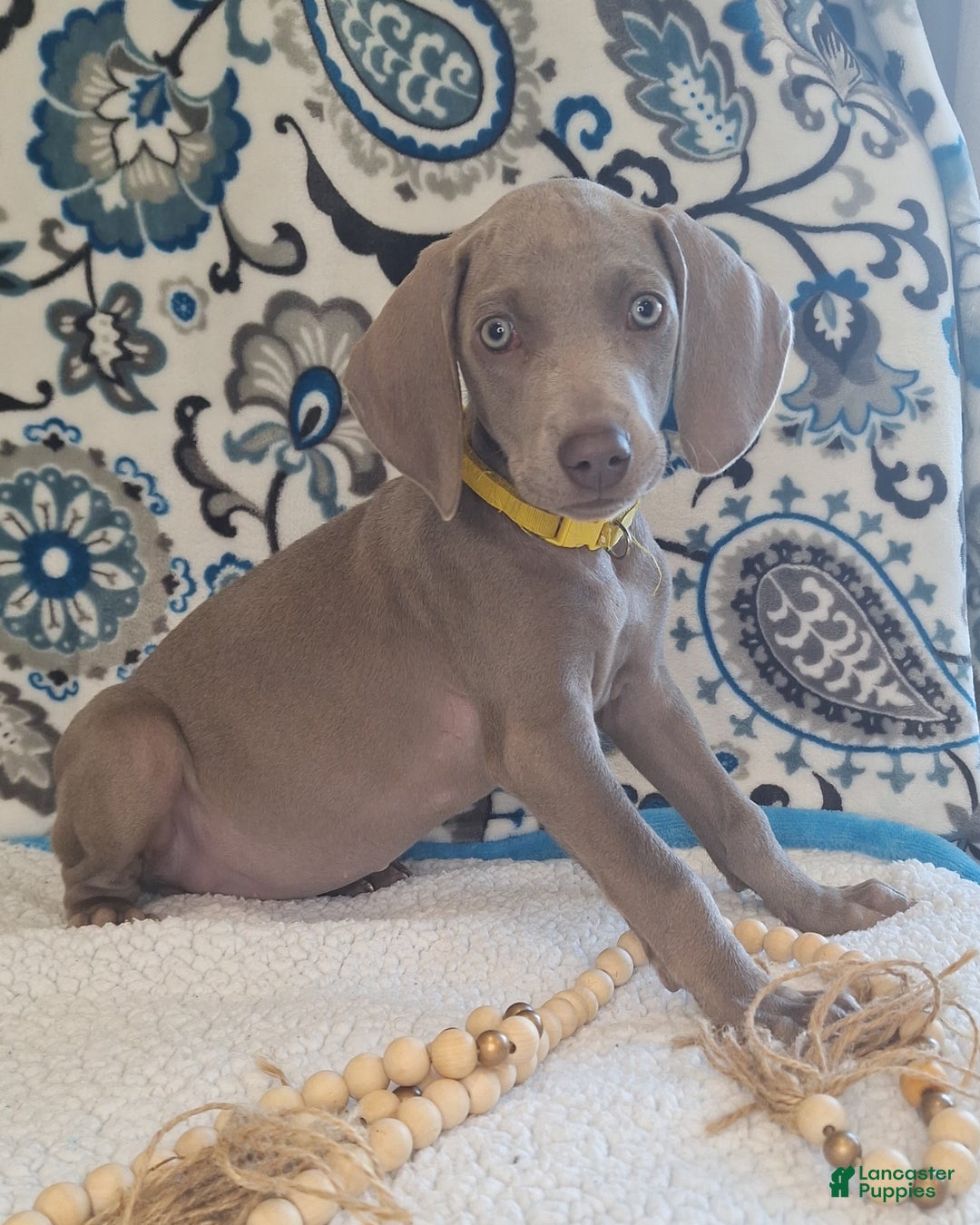 Weimaraner dogs for sale: Piper - Ad 20