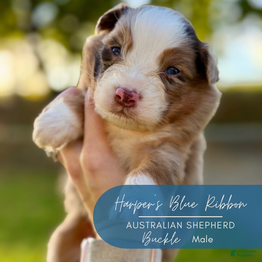 Australian Shepherd dogs for sale: Buckle - Ad 9