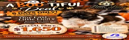 Shih Tzu dogs for sale: Creed - Ad 1