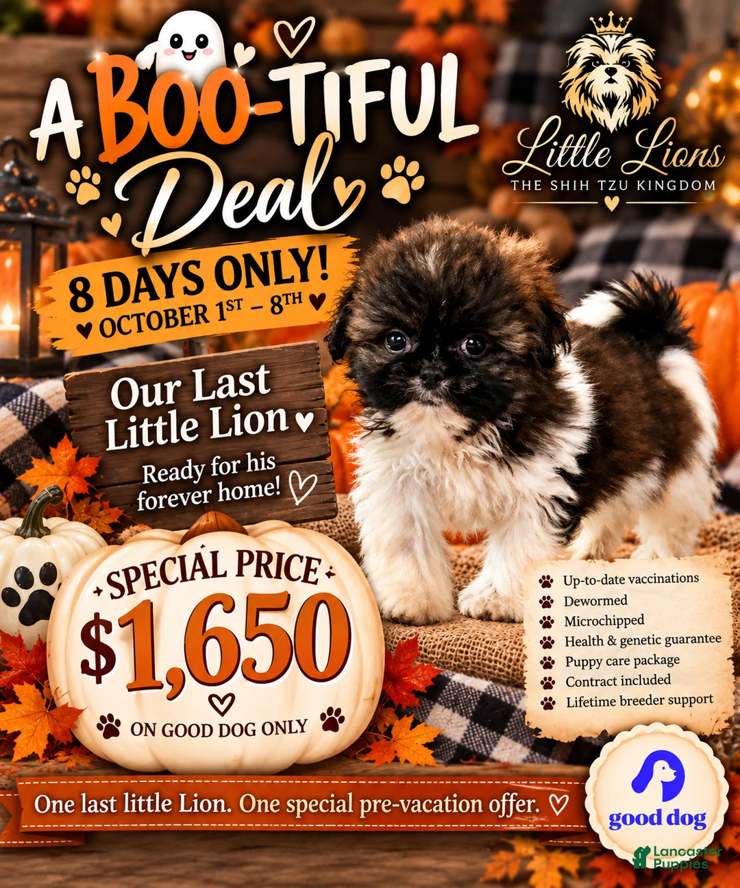 Shih Tzu dogs for sale: Creed - Ad 1