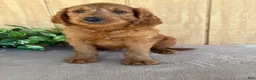 Goldendoodle dogs for sale: Gavin - Ad 29