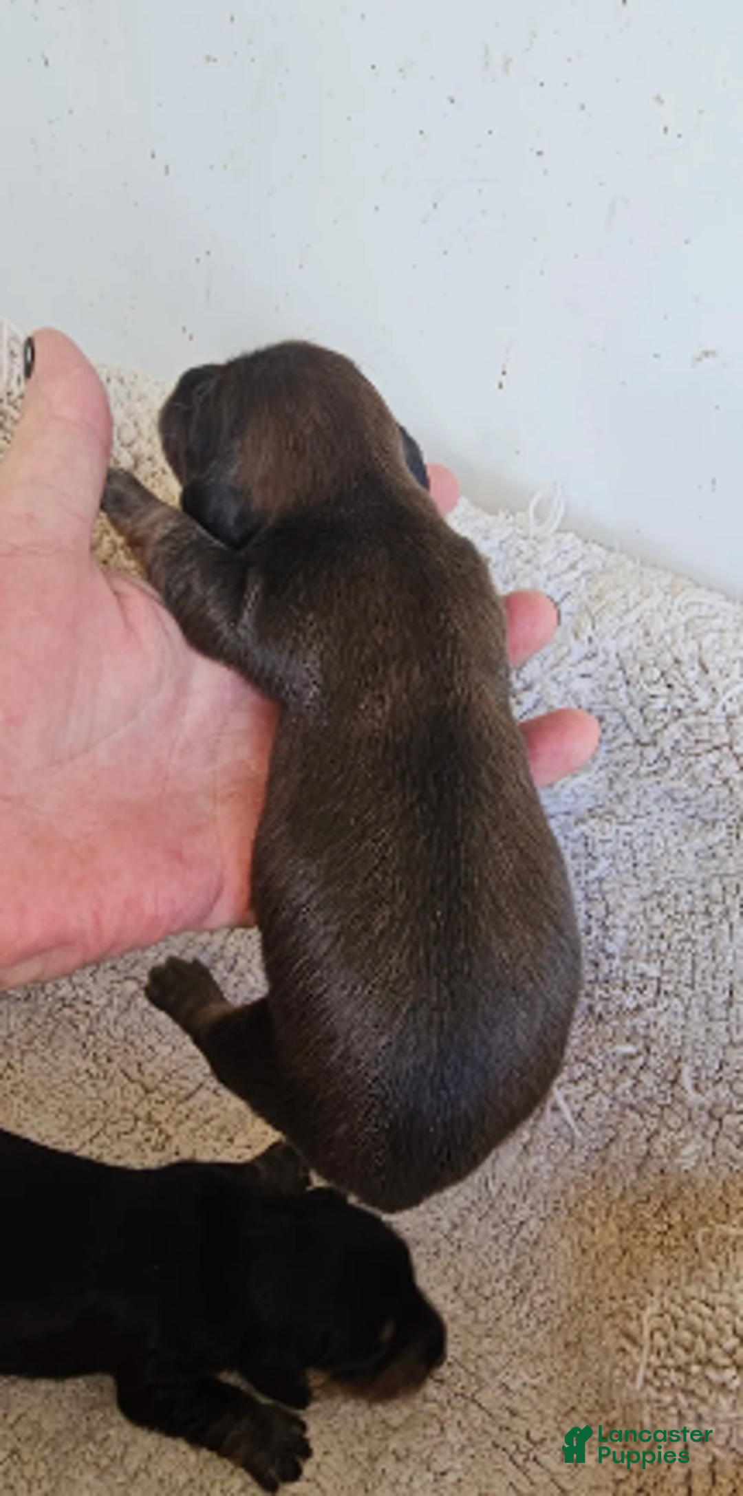 Miniature Dachshund dogs for sale: Elvis Long-haired - Ad 5