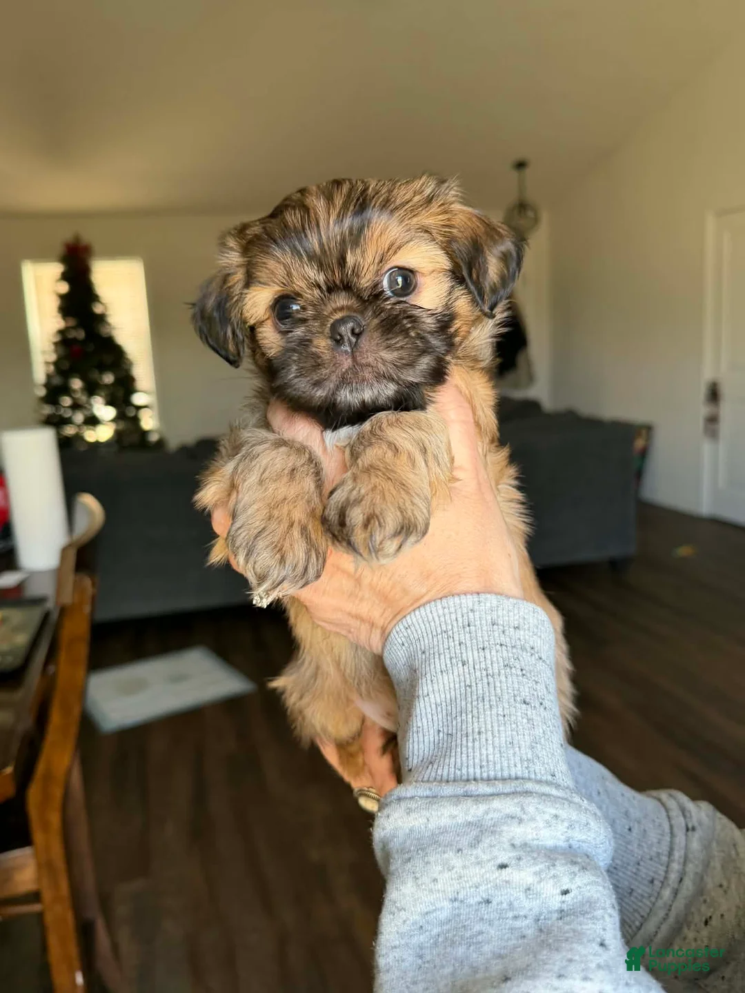 Shih Tzu dogs for sale: Dallas - Ad 34