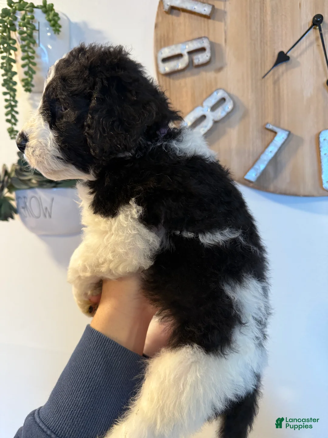 Saint Berdoodles dogs for sale: Charlotte - Standard F1b - Ad 2