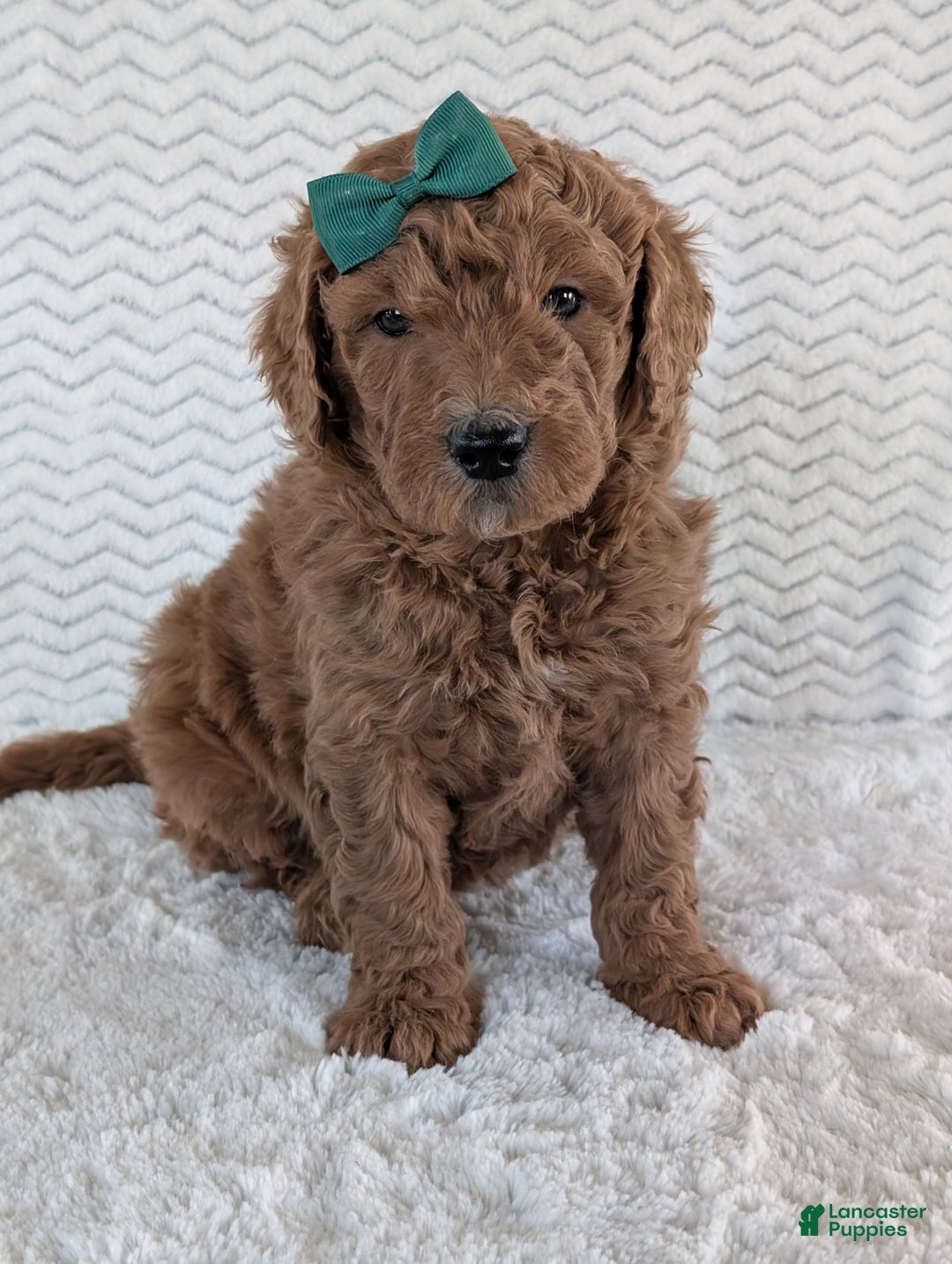 Goldendoodle dogs for sale: Teddy - Ad 22