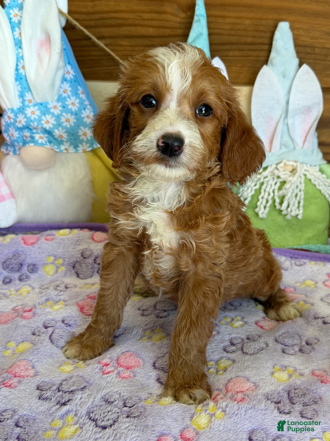 Labradoodle dogs for sale: Casanova - Ad 2