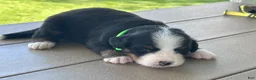 Bernese Mountain Dog dogs for sale: Gus - Ad 1