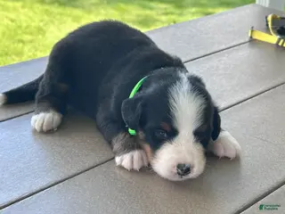 Bernese Mountain Dog dogs Gus - Ad 6