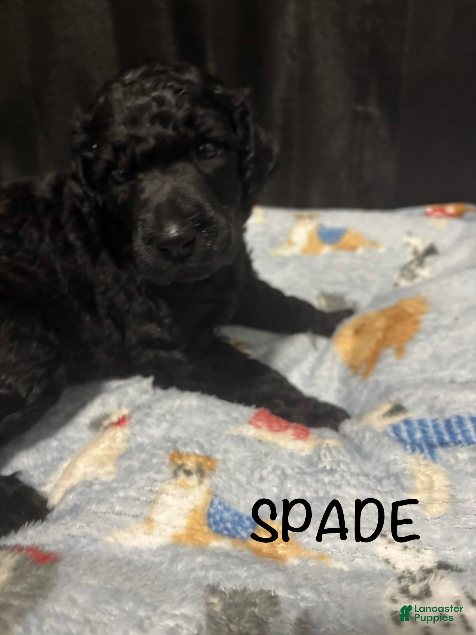 Standard Poodle dogs Standard Poodle Puppy 2 - Ad 12