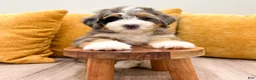 Mini Bernedoodle dogs for sale: Olivia - Ad 4