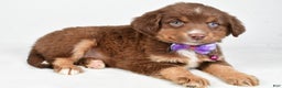 Miniature Australian Shepherd dogs for sale: Robin - Ad 8