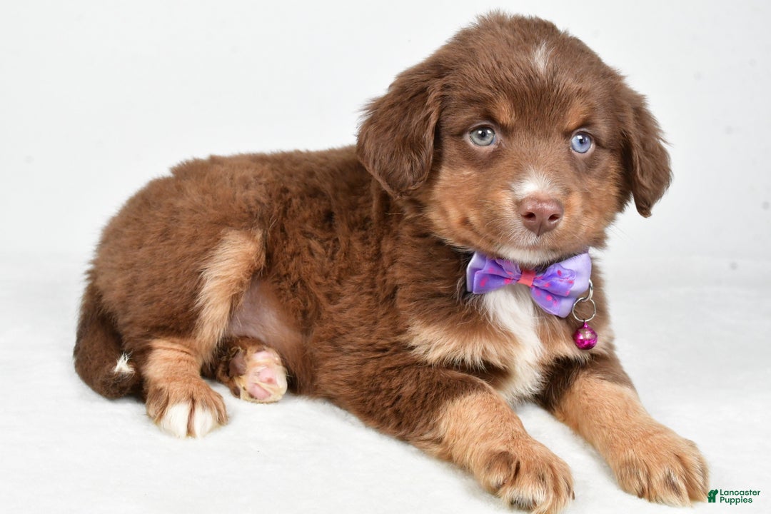 Miniature Australian Shepherd dogs for sale: Robin - Ad 8