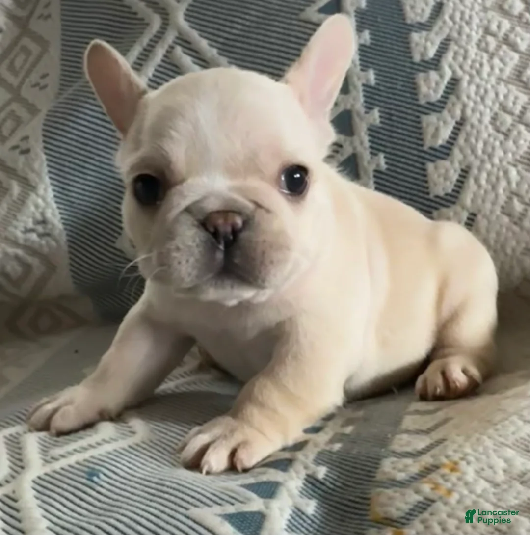 French Bulldog dogs for sale: French Bulldog Puppy 3 - Ad 2