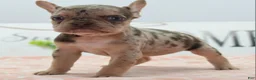 Mixed Breed dogs for sale: Pumpkin spice  - Ad 8