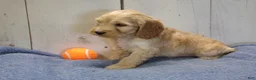 Cockapoo dogs for sale: Boone - Ad 3