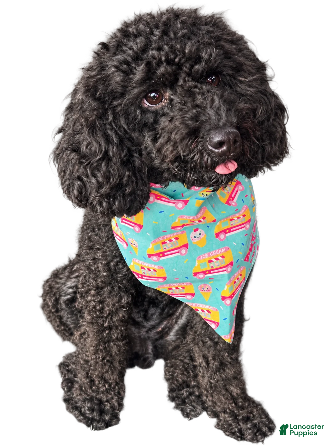 Miniature Poodle dogs for sale: Harlem - Ad 2
