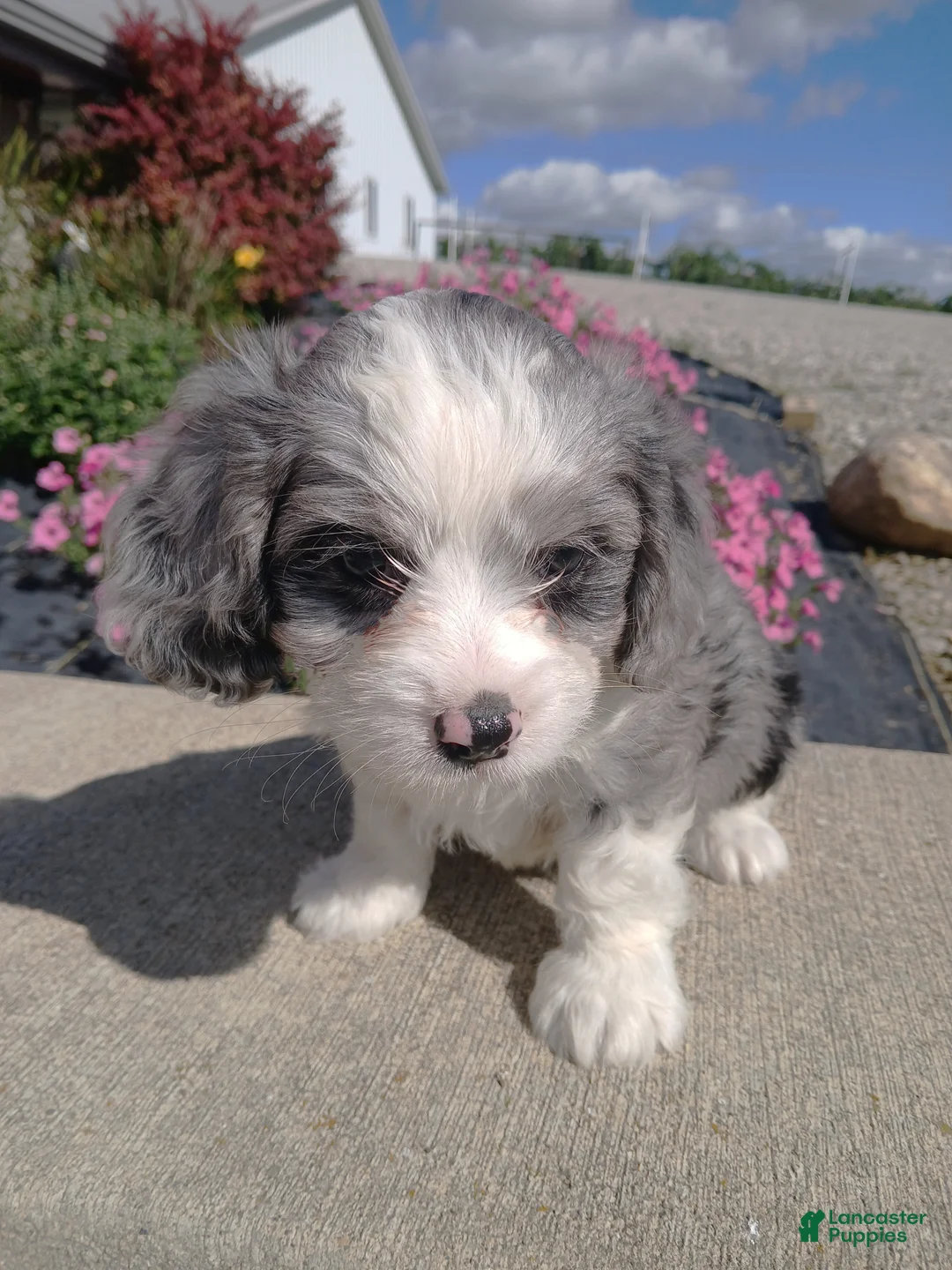 Cavapoo dogs for sale: Cavapoo 1 Ty - Ad 3