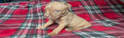 American Bully dogs for sale: American Bully 7 - Ad 5