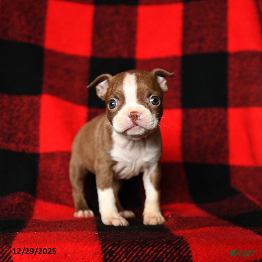 Boston Terrier dogs Leslie - Ad 34