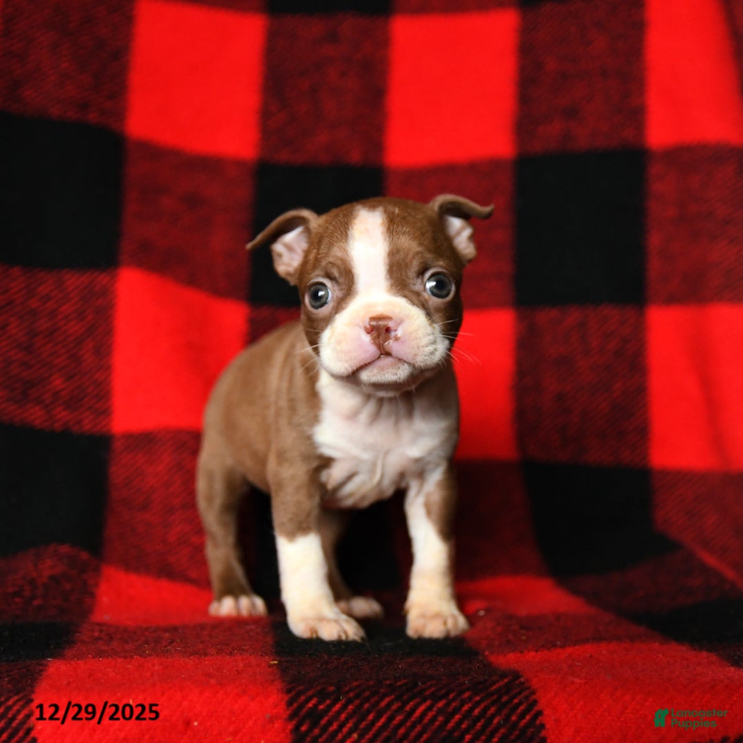 Boston Terrier dogs for sale: Leslie - Ad 1