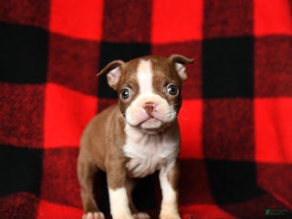 Boston Terrier dogs Leslie - Ad 34