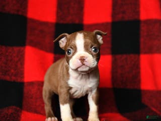 Boston Terrier dogs Leslie - Ad 19