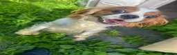 Cavalier King Charles Spaniel dogs for sale: Brittany  - Ad 6
