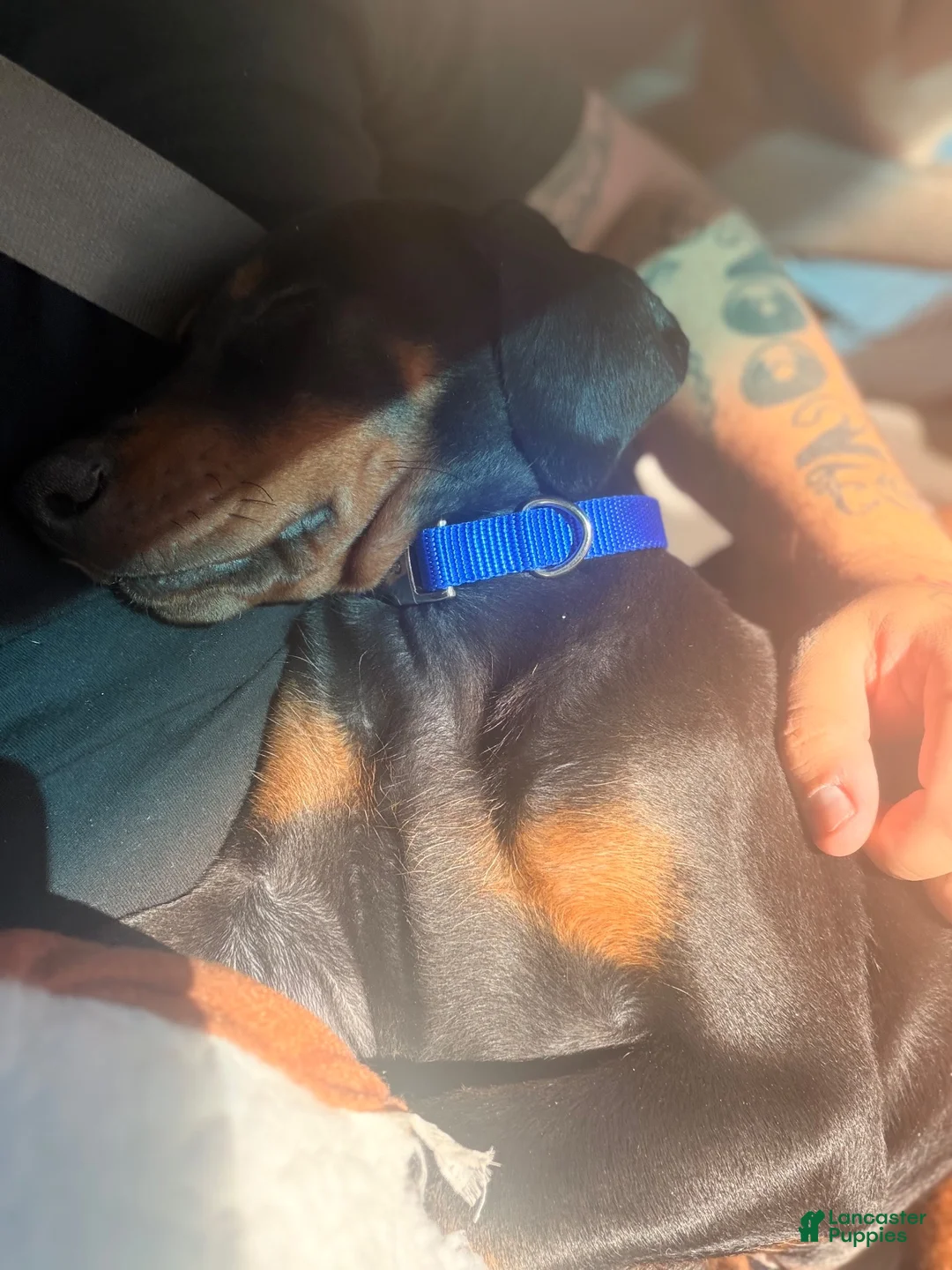 Doberman Pinscher dogs for sale: Doberman Pinscher 2 - Ad 4