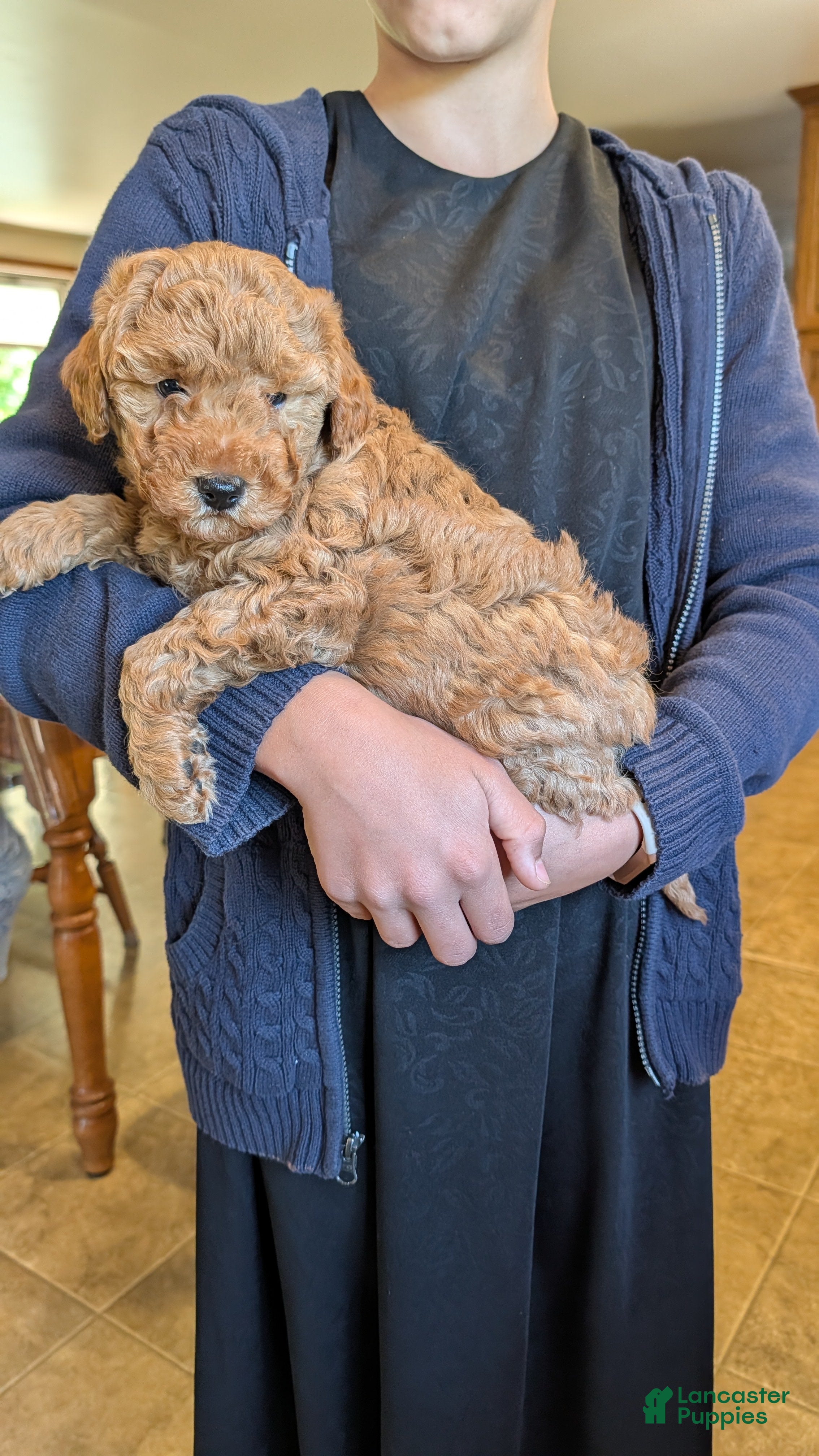 Mini Goldendoodle dogs Cooper - Ad 2
