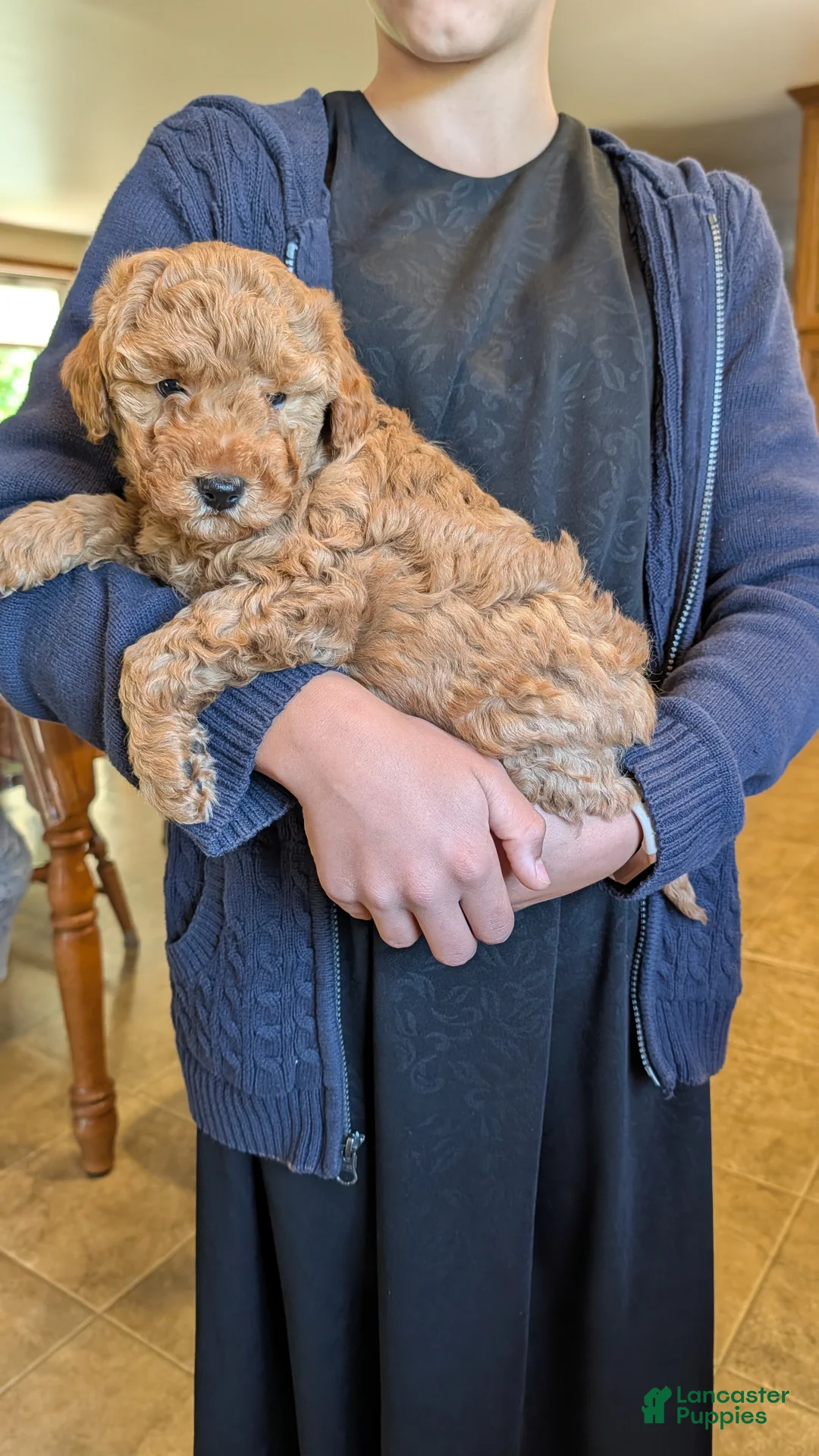 Mini Goldendoodle dogs for sale: Cooper - Ad 2