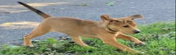 Mixed Breed dogs for sale: Nora - Ad 2