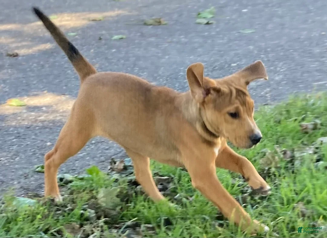 Mixed Breed dogs for sale: Nora - Ad 2