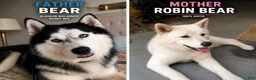 Mixed Breed dogs for sale: Mixed Breed 1 - Ad 2