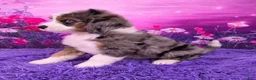 Mini Bernedoodle dogs for sale: Boba - Ad 3