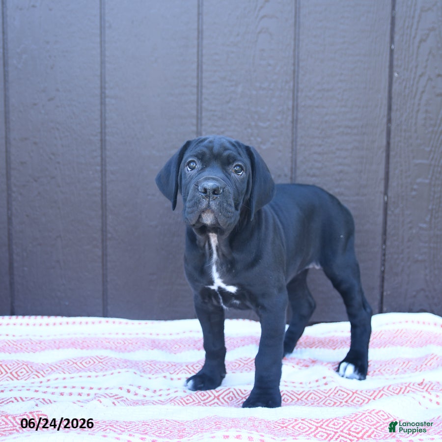 Cane Corso dogs Catalina - Ad 2