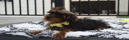 Yorkiepoo dogs for sale: Enzo - Ad 7